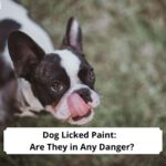 Dog-Licked-Paint-Are-They-in-Any-Danger-template