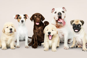Dog Parent Forums and Groups