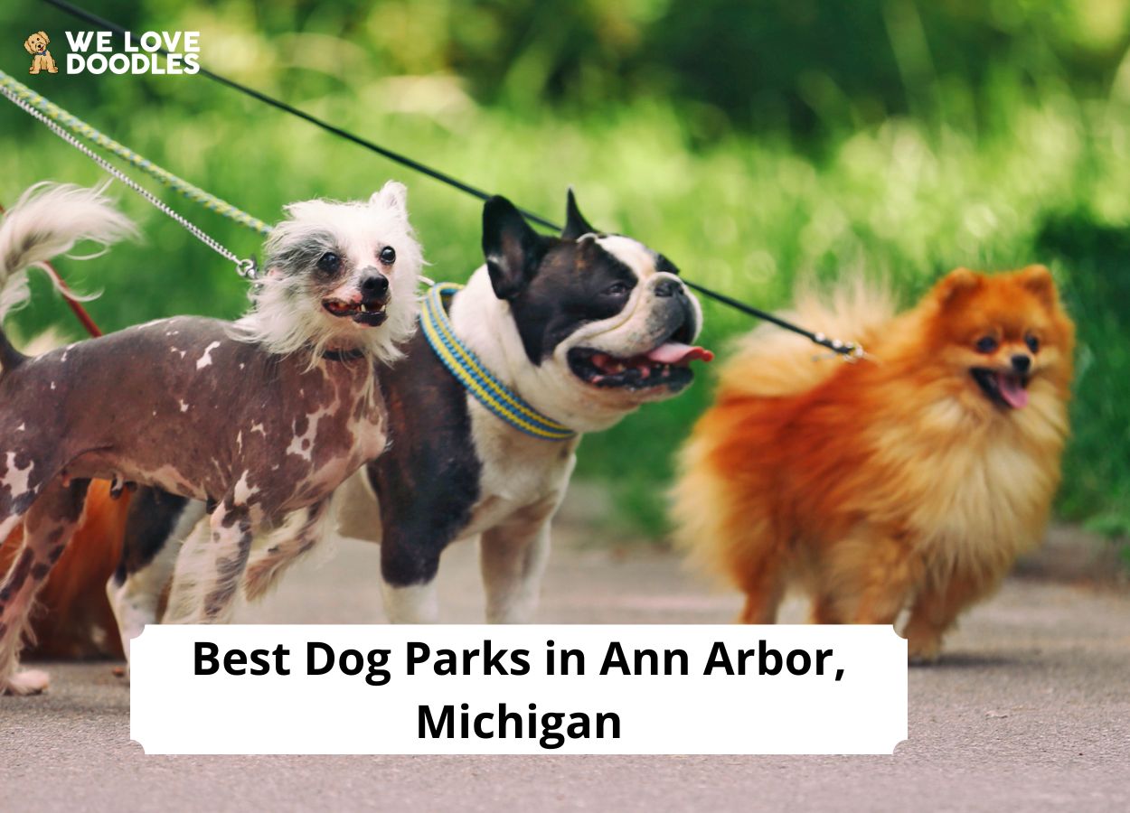 Dog Parks in Ann Arbor, Michigan