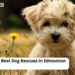 Dog Rescues in Edmonton