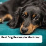 Dog Rescues in Montreal