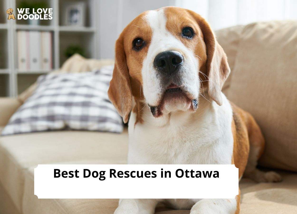 Dog Rescues in Ottawa