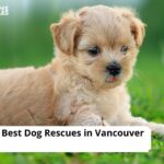 Dog Rescues in Vancouver