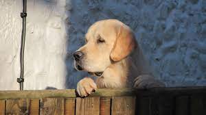Drumkilty Golden Retrievers