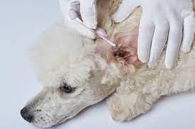 Poodle Ear Cleaning