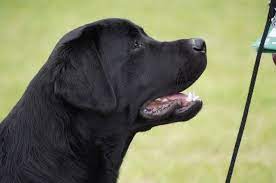 Exelby Labradors