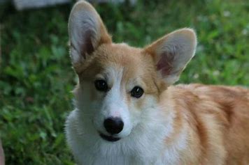 6 Best Corgi Breeders in Ontario!