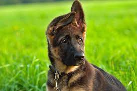 Festeburg-German-Shepherds