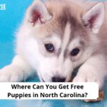 Free Puppies in North Carolina