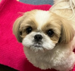 Frequently Asked Questions: Shih Tzu Teddy Bear Cut Haircut Styles