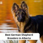 German Shepherd Breeders in Alberta