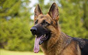 Conclusion-for-Best-German-Shepherd-Breeders-in-Quebec