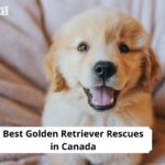 Golden Retriever Rescues in Canada