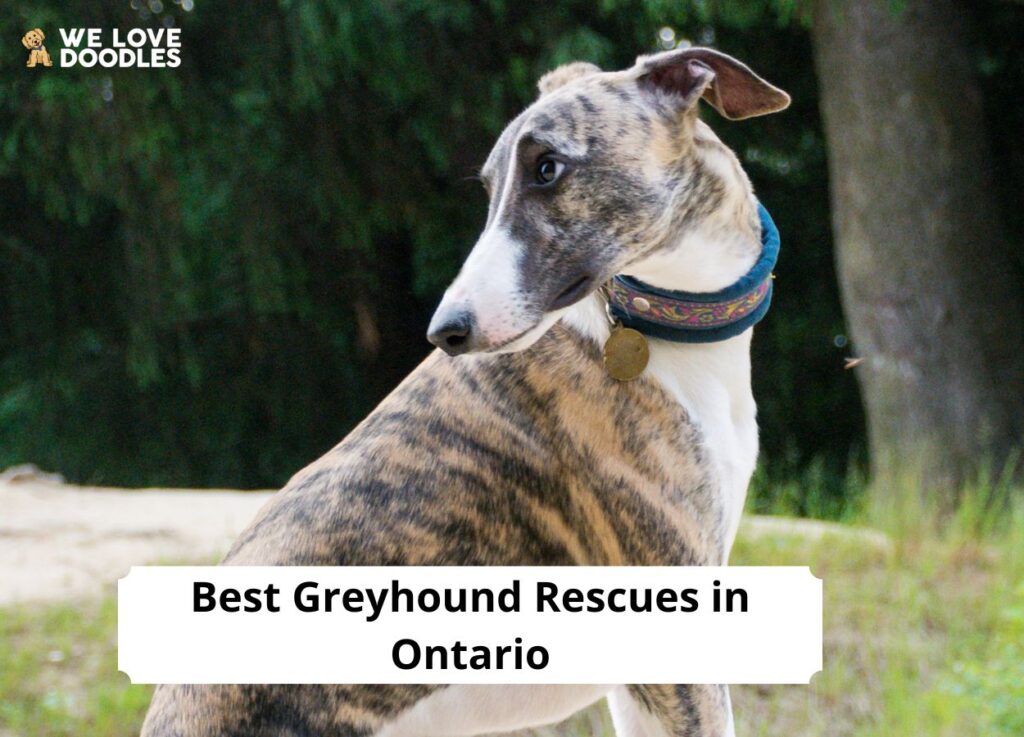 8 Best Greyhound Rescues in Ontario!