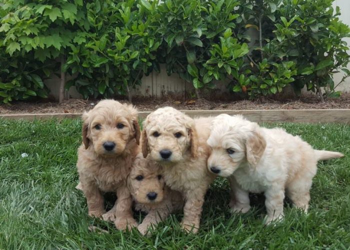 4 Best Groodle Breeders in Victoria! - We Love Doodles