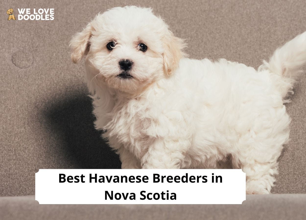 Havanese Breeders in Nova Scotia