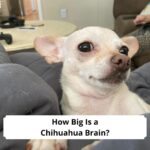 How-Big-Is-a-Chihuahua-Brain-template