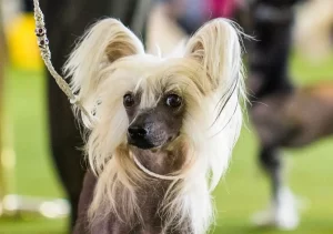 How Do You Cut A Chinese Crested Dog’s Hair