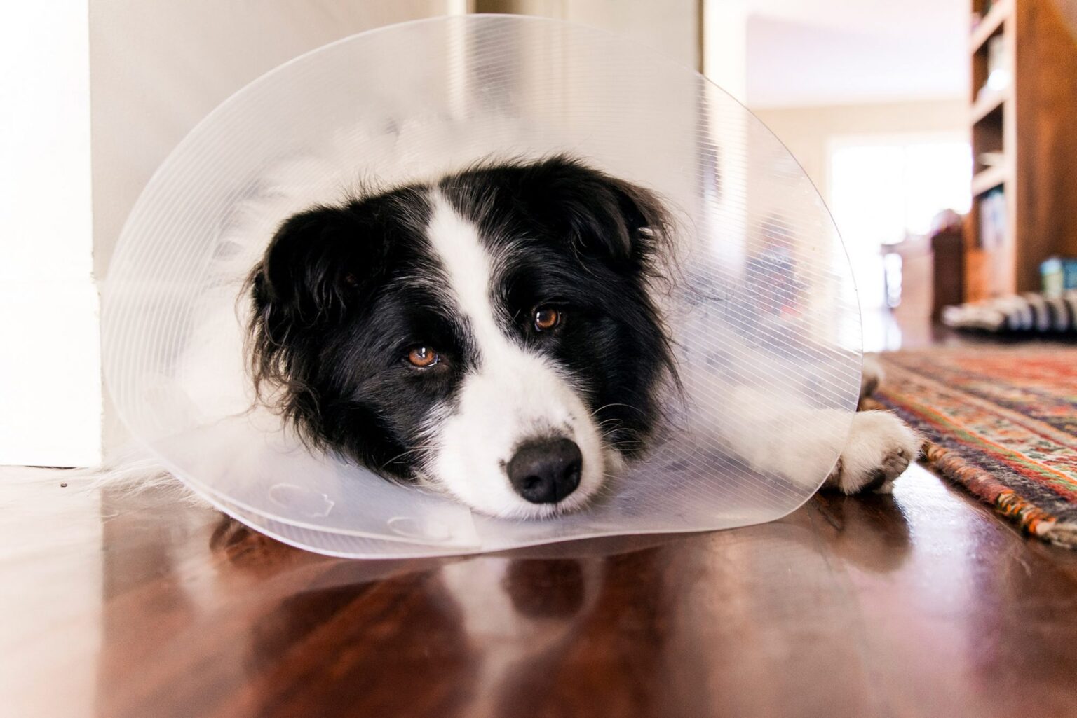 Infected Dog Spay Incision Healing Process: How to Take Care of It!