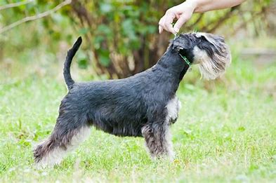 11 Best Schnauzer Haircut Ideas [With Pictures]! (2024) - We Love Doodles