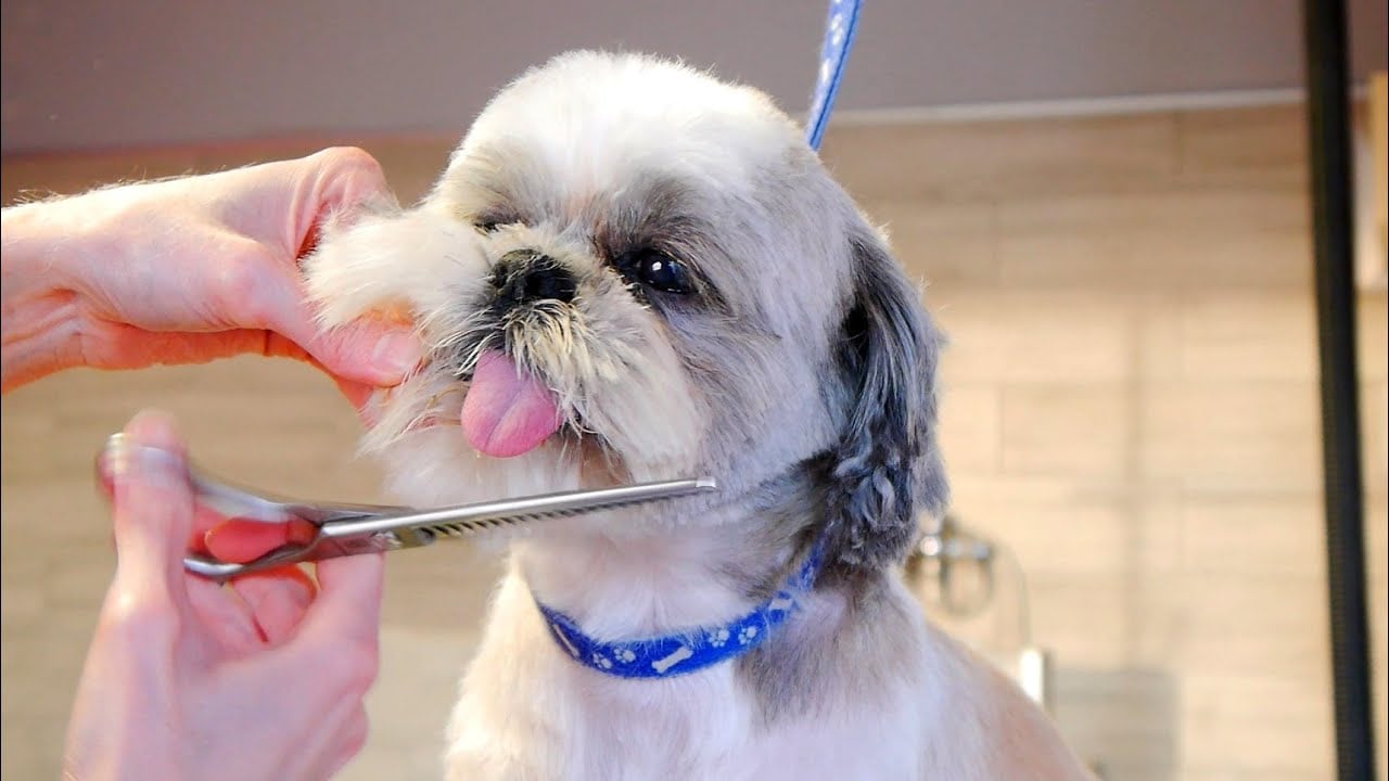 8 Best Shih Tzu Haircut Face Styles + How to Groom Their Face! (2024