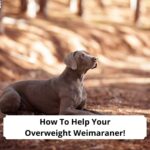 How-To-Help-Your-Overweight-Weimaraner