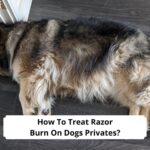 How-To-Treat-Razor-Burn-On-Dogs-Privates-template