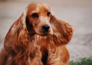 How often should a Cocker Spaniel be cut