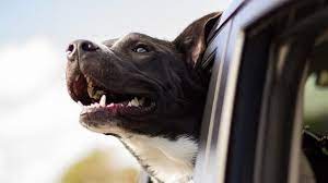 Choosing a Dog Park in Ann Arbor, Michigan
