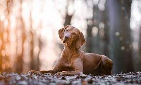 Hungarian Vizsla Care