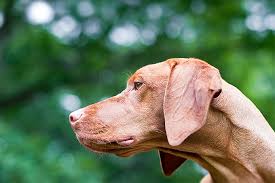 Hungarian Vizsla