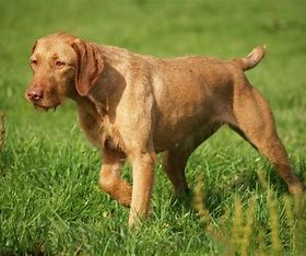 Hungarian Vizslas Overview