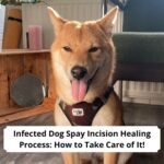 Infected-Dog-Spay-Incision-Healing-Process-How-to-Take-Care-of-It-template