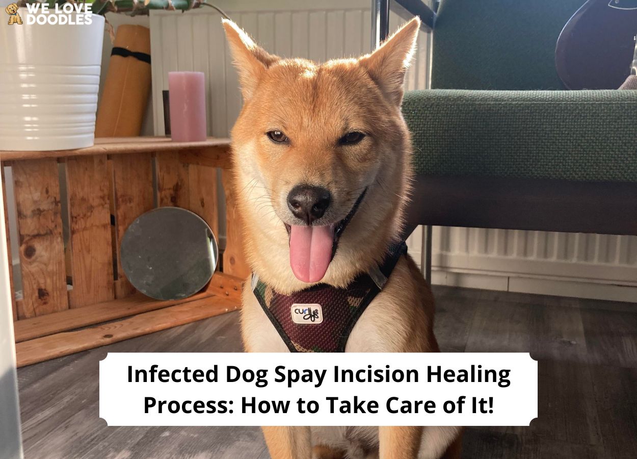 Infected Dog Spay Incision Healing Process How to Take Care of It! (2024) We Love Doodles