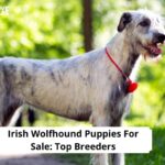 Irish Wolfhound Puppies For Sale