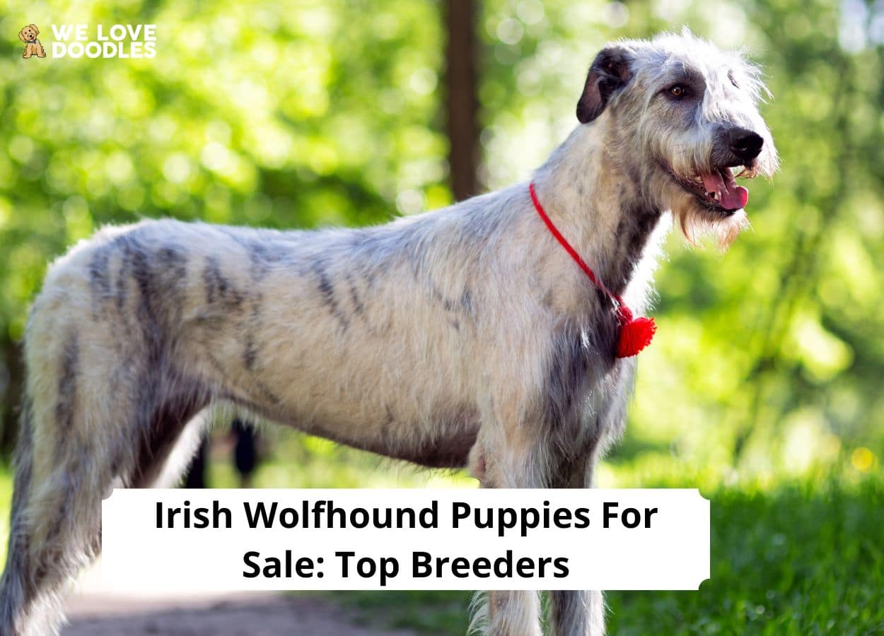 Irish Wolfhound Puppies For Sale Top 2 Breeders 2024 We Love Doodles   Irish Wolfhound Puppies For Sale 