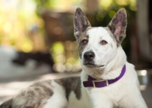 Is There a Cure for Paint Toxicity in Dogs