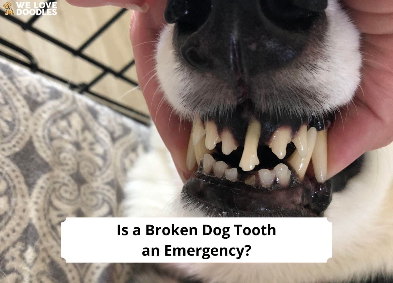 Is a Broken Dog Tooth an Emergency? (2024) We Love Doodles