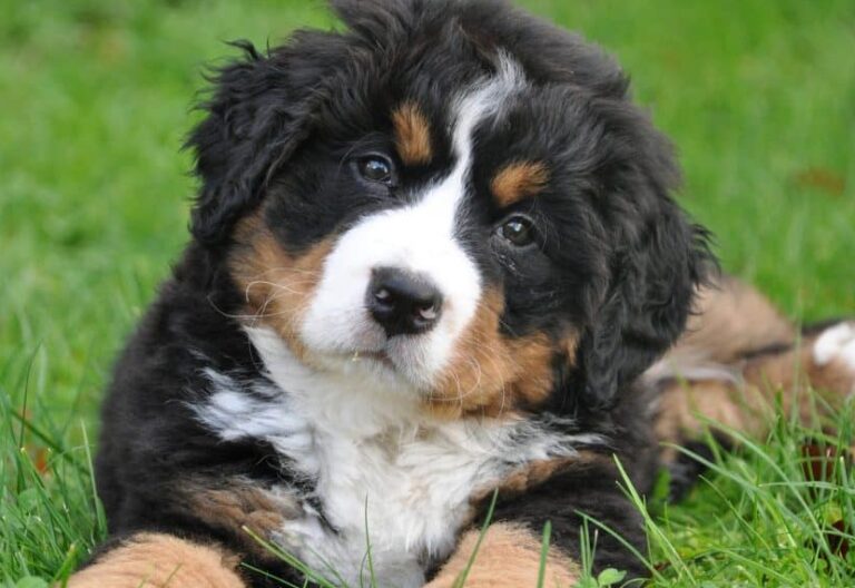 13 Best Bernese Mountain Dog Haircut Styles – With Pictures!