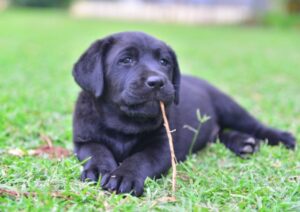 Labrador-Retriever-Club-of-Queensland