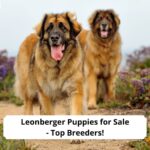 Leonberger-Puppies-for-Sale-Top-Breeders-template