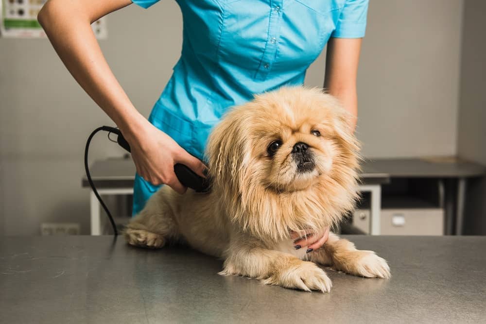 11 Best Shih Poo Haircut Styles – With Pictures!