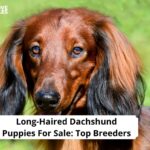 Long-Haired Dachshund Puppies For Sale