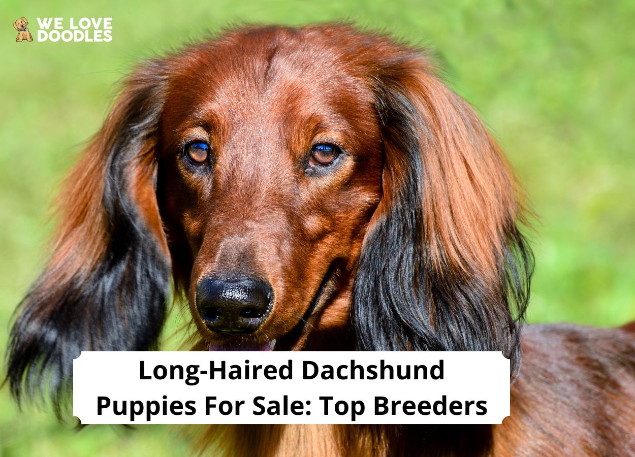 Long-Haired Dachshund Puppies For Sale: Top 6 Breeders! (2023) - We Love  Doodles