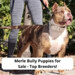 Merle-Bully-Puppies-for-Sale-Top-Breeders-template