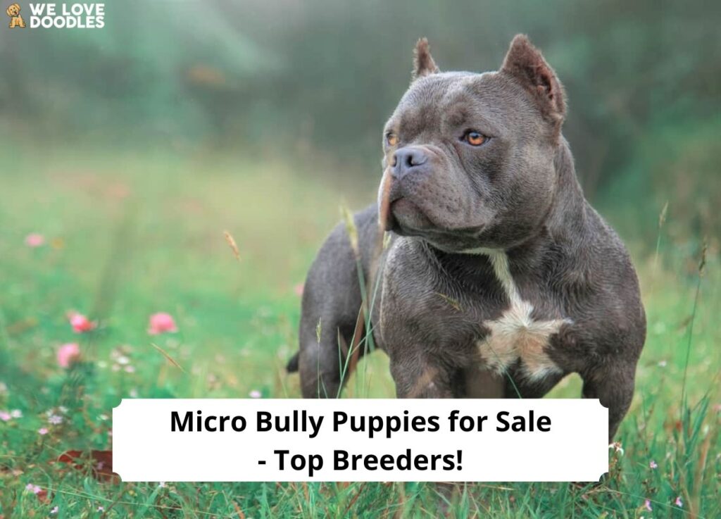 Micro american bully shop for sale near me