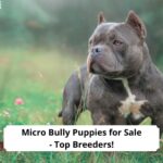 Micro-Bully-Puppies-for-Sale-Top-Breeders-template