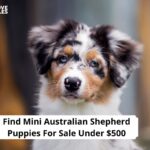 Mini Australian Shepherd Puppies For Sale Under $500