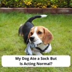 My-Dog-Ate-a-Sock-But-Is-Acting-Normal-template