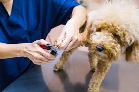 Poodle Nail Trimming